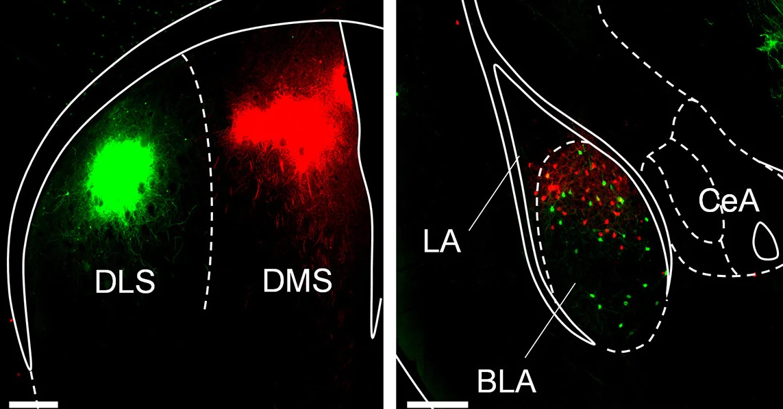 Fluorescent tracing of dorsolateral and dorsomedial striatal regions and basolateral amygdala