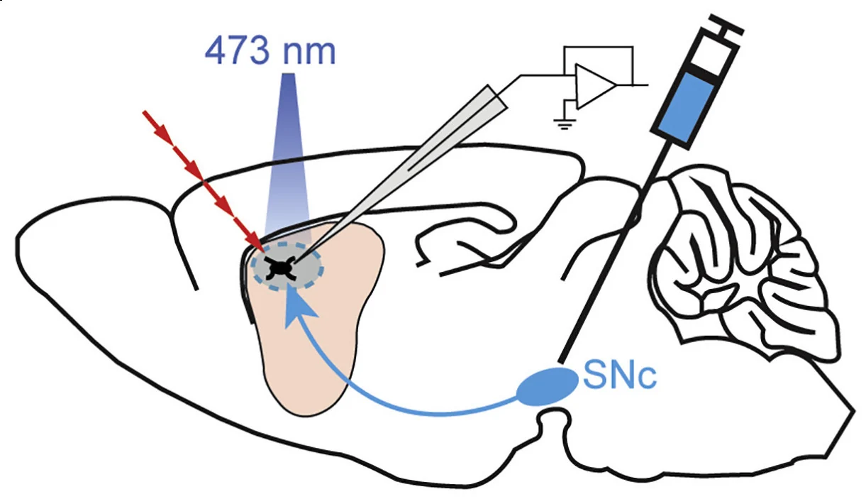 Schematic of nigrostriatal dopamine circuitry and experimental recording and stimulation